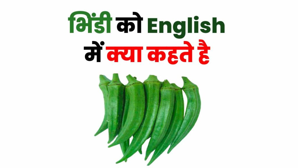 Bhindi Ko English Mein Kya Kahate Hain , Bhindi Ko English Mein Kya Bolate Hain